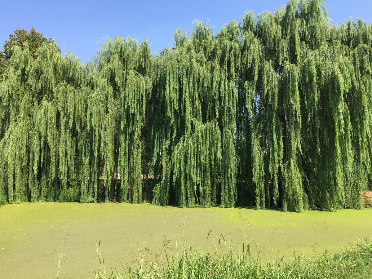 ヴィッラ・バルトロメーア Agriturismo Tenuta La Pilaヴィラ エクステリア 写真